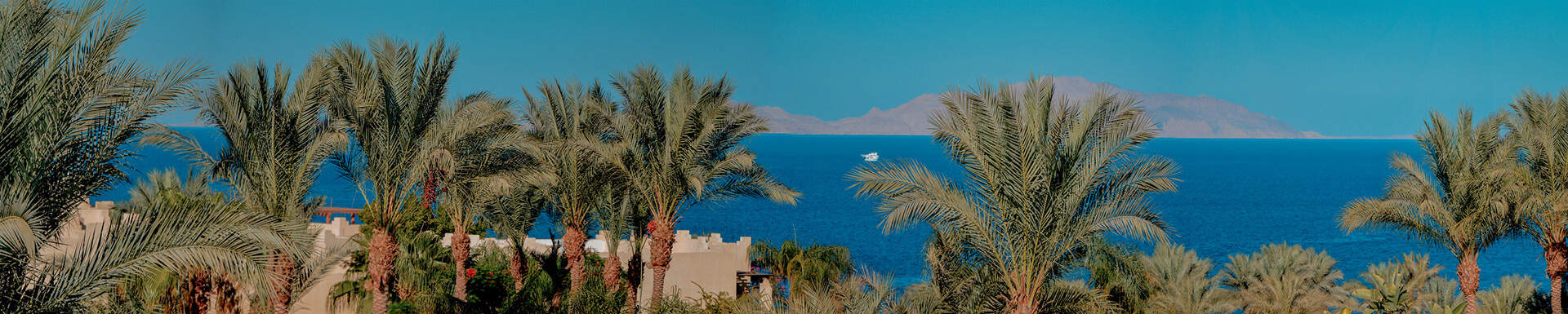 Paysage palmiers et plage Egypte, last minute Sunweb