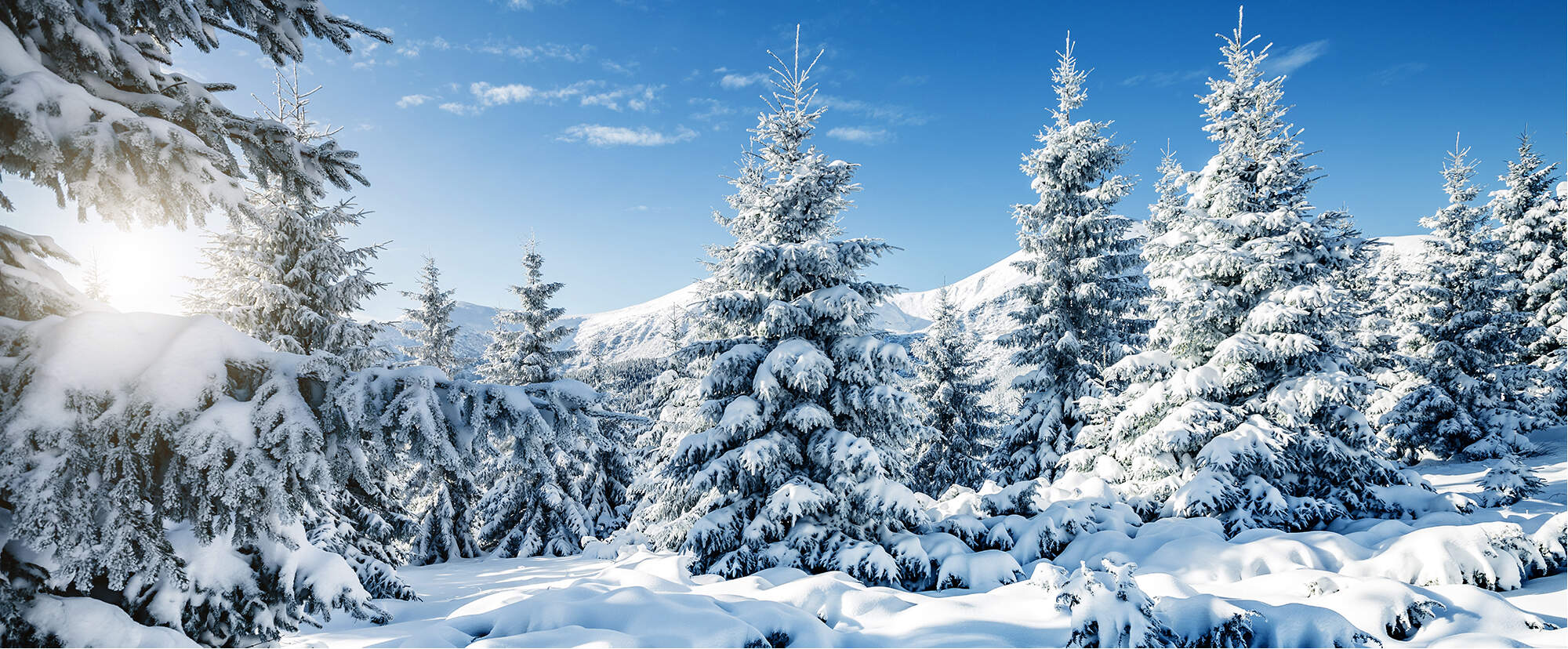 Vue sur une rangée de sapins enneigées et des montagnes