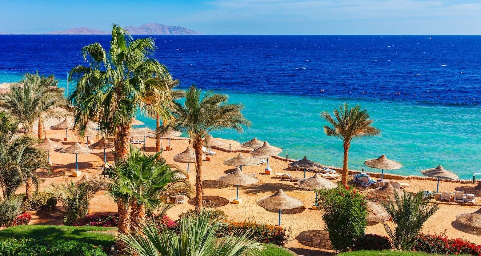 Palmbomen aan strand Egypte